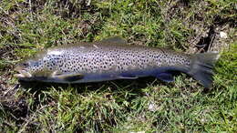 Image of Brown Trout