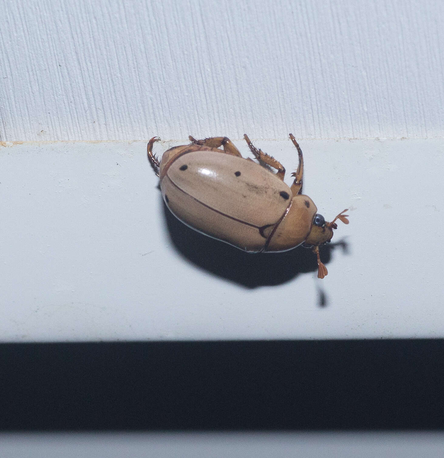 Image of Grapevine Beetle