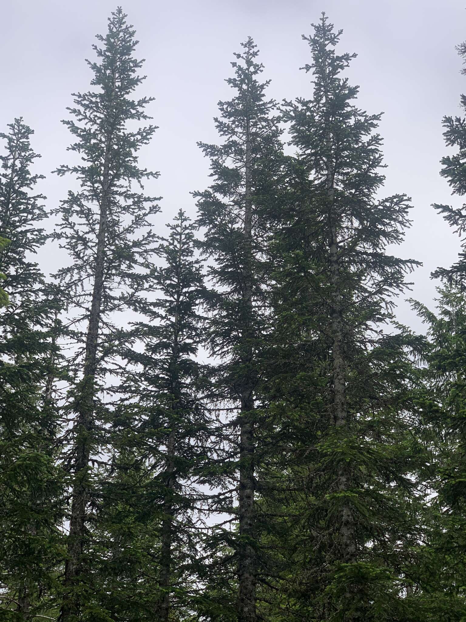 Image of Cascade Fir