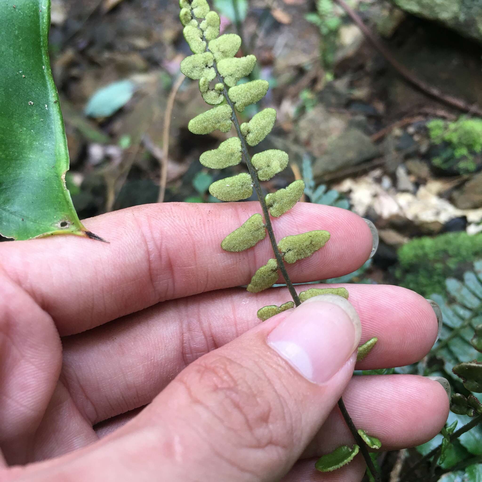 Bolbitis appendiculata (Willd.) Iwatsuki resmi