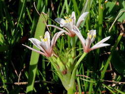 Image of Trachyandra filiformis (Aiton) Oberm.