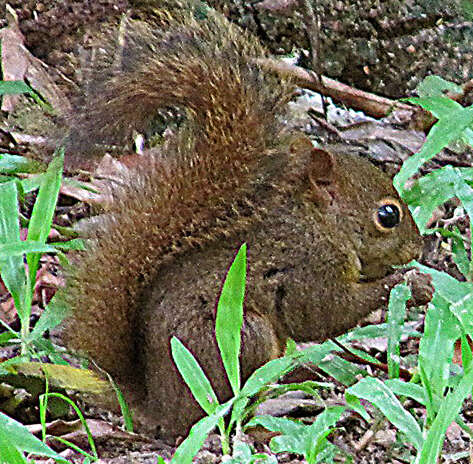 Image of Guianan Squirrel