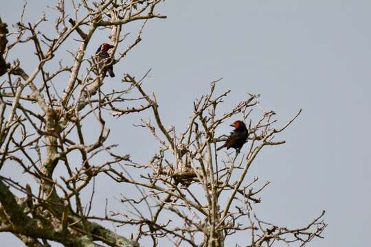 Image of Black-billed Barbet