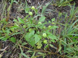 Plancia ëd Physalis solanacea (Schltdl.) B. Axelius