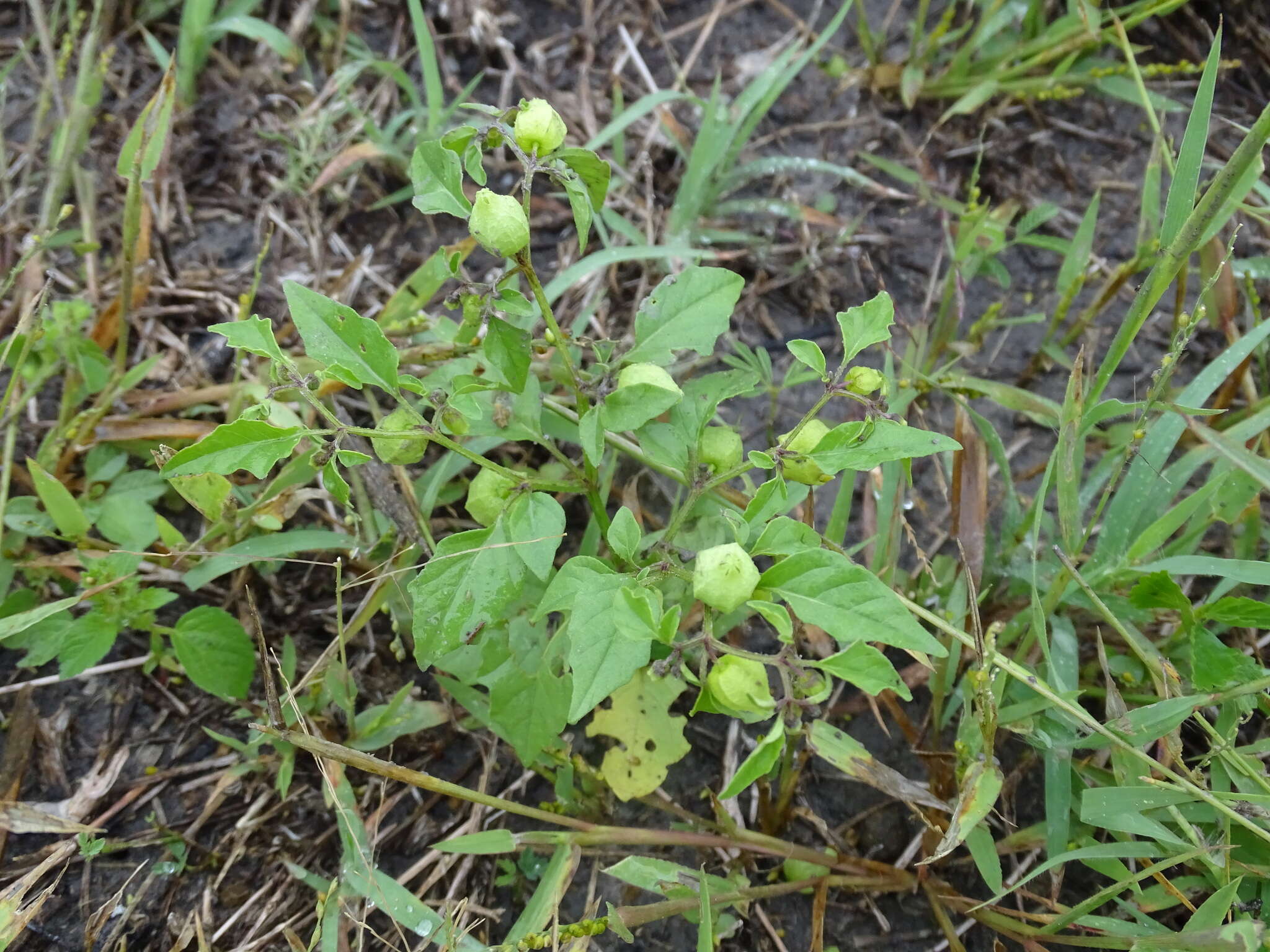 Image of netted globecherry