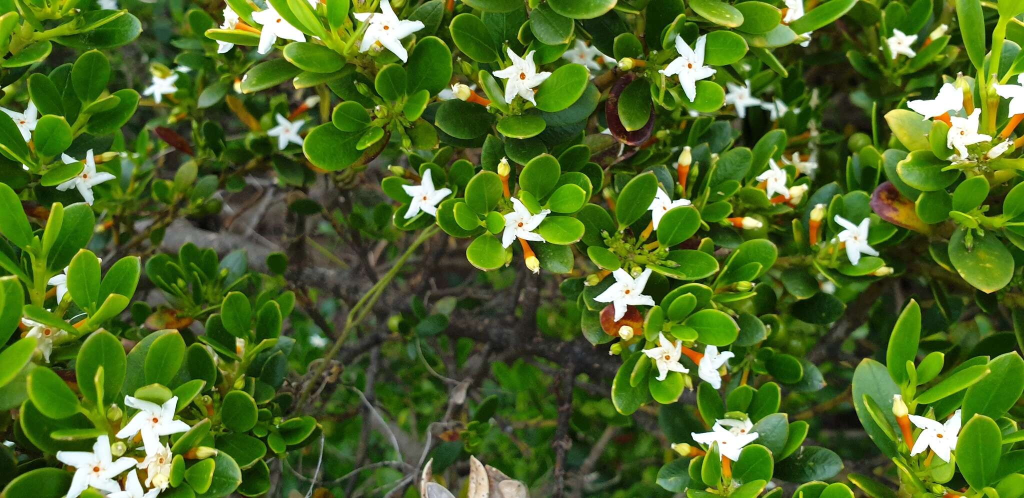 Alyxia buxifolia R. Br. resmi