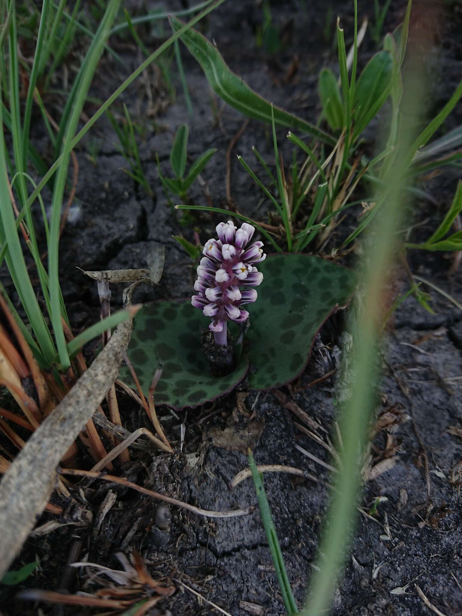 Image of Drimiopsis burkei Baker