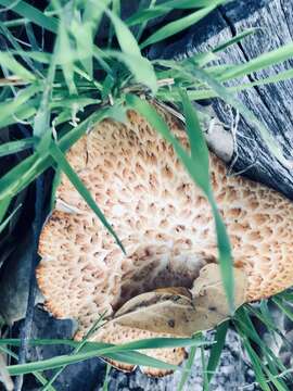 Image de Polypore enfumé