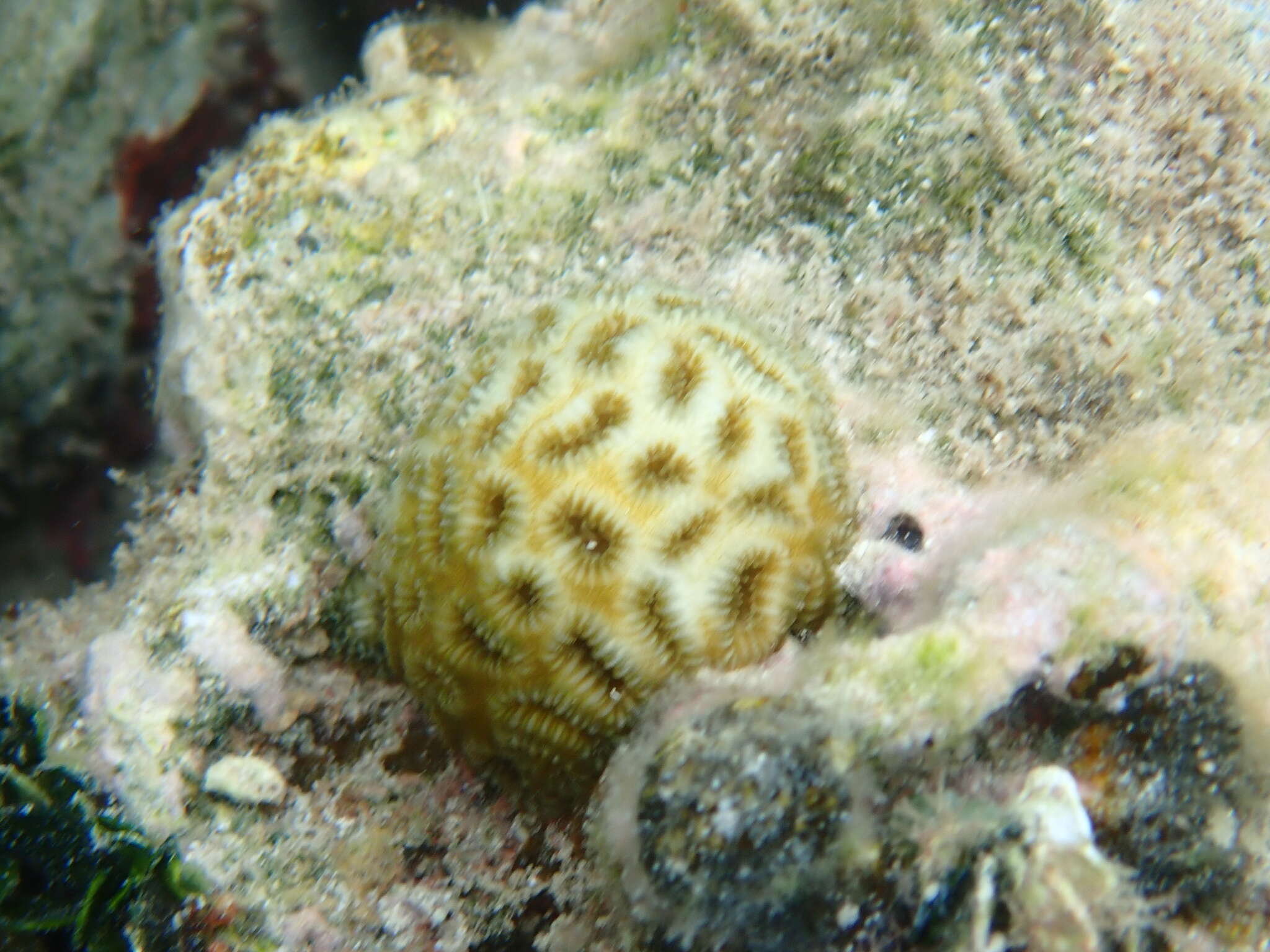 Image of Golfball Coral