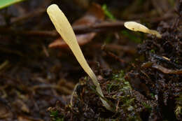 Clavaria falcata Pers. 1794 resmi