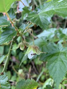 Image of Rubus taitoensis Hayata