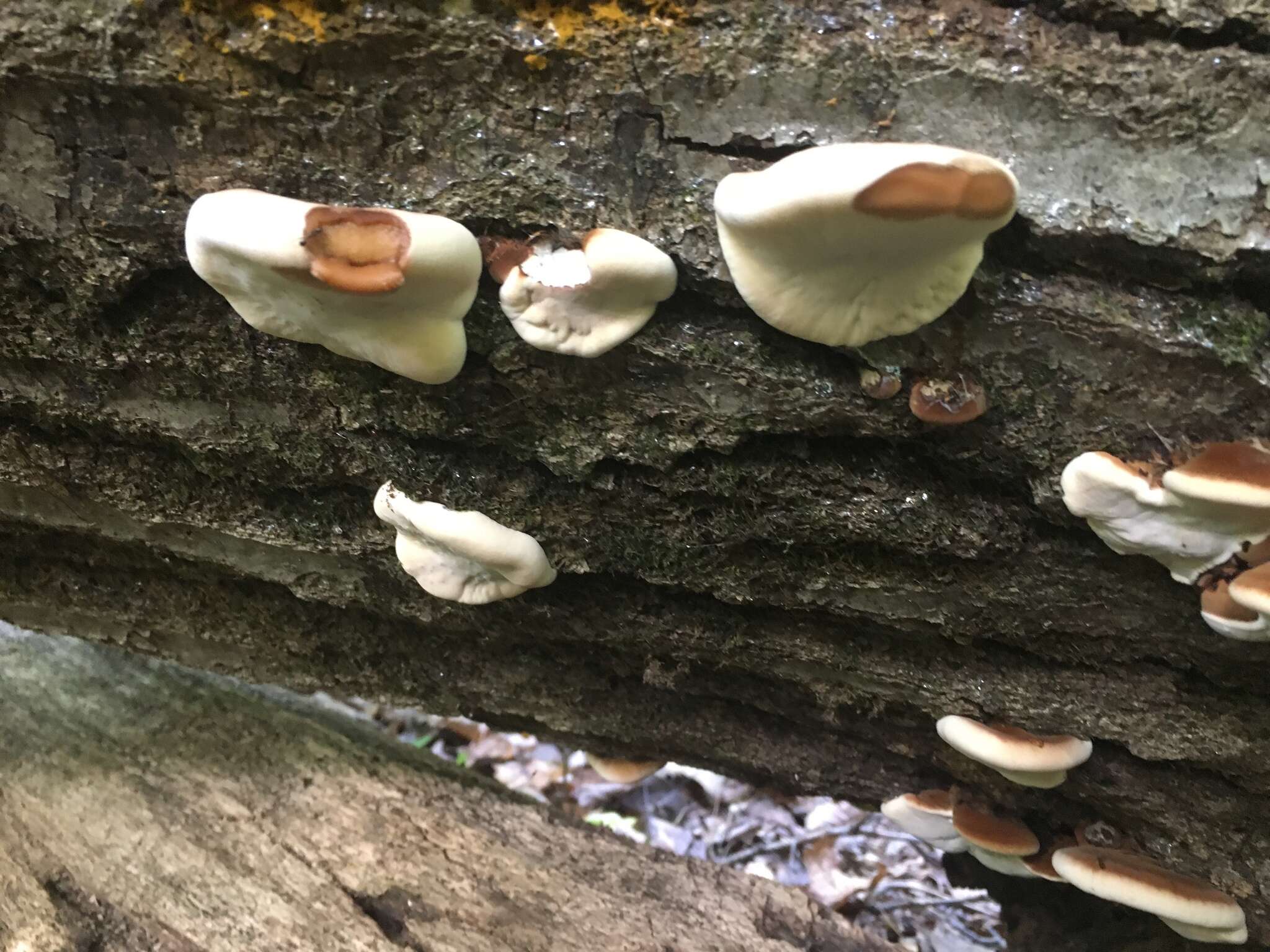 Image of Late fall polypore