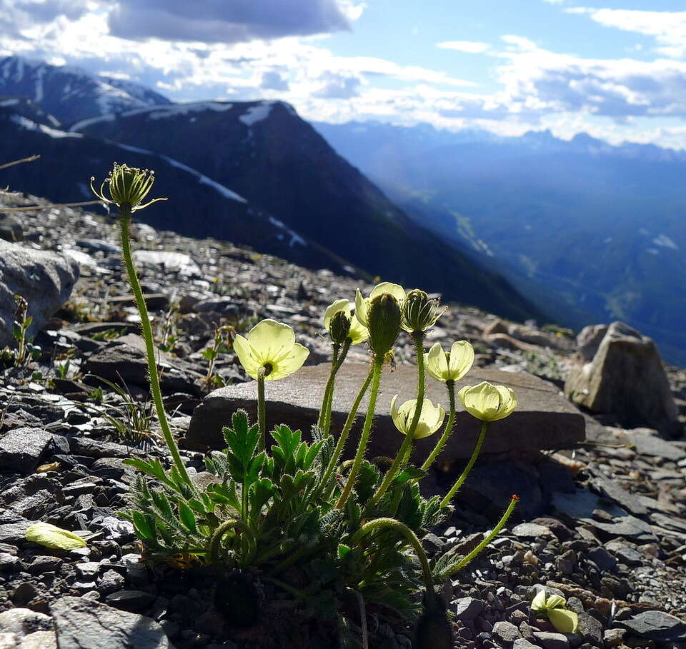 Image of Papaver radicatum subsp. kluanense