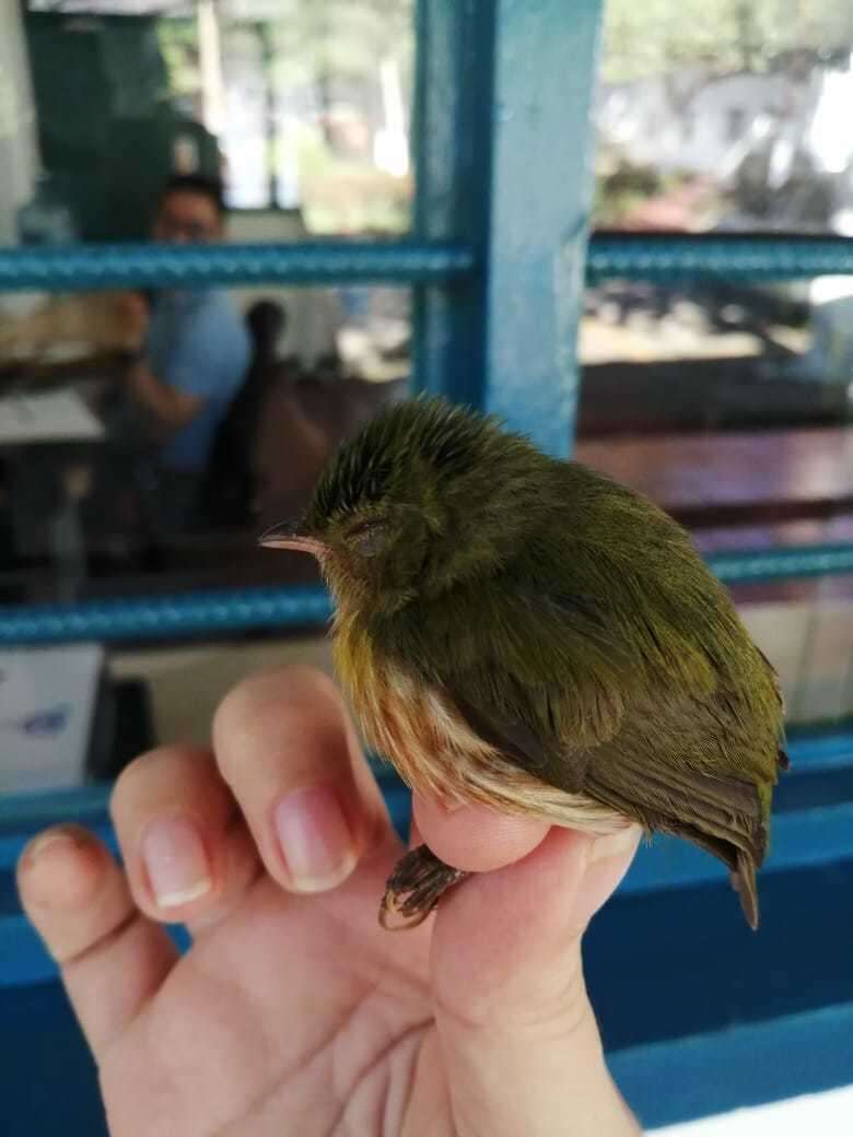 Image of Striolated Manakin