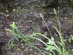 Image of Smooth-Sheath Sedge