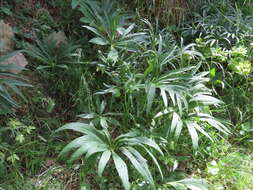 Image of Helleborus viridis subsp. occidentalis (Reuter) Schifner