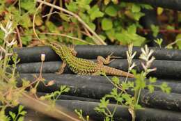 Image of Skyros Wall Lizard