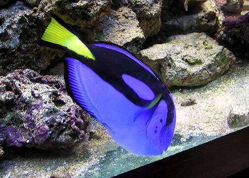 Image of Paracanthurus