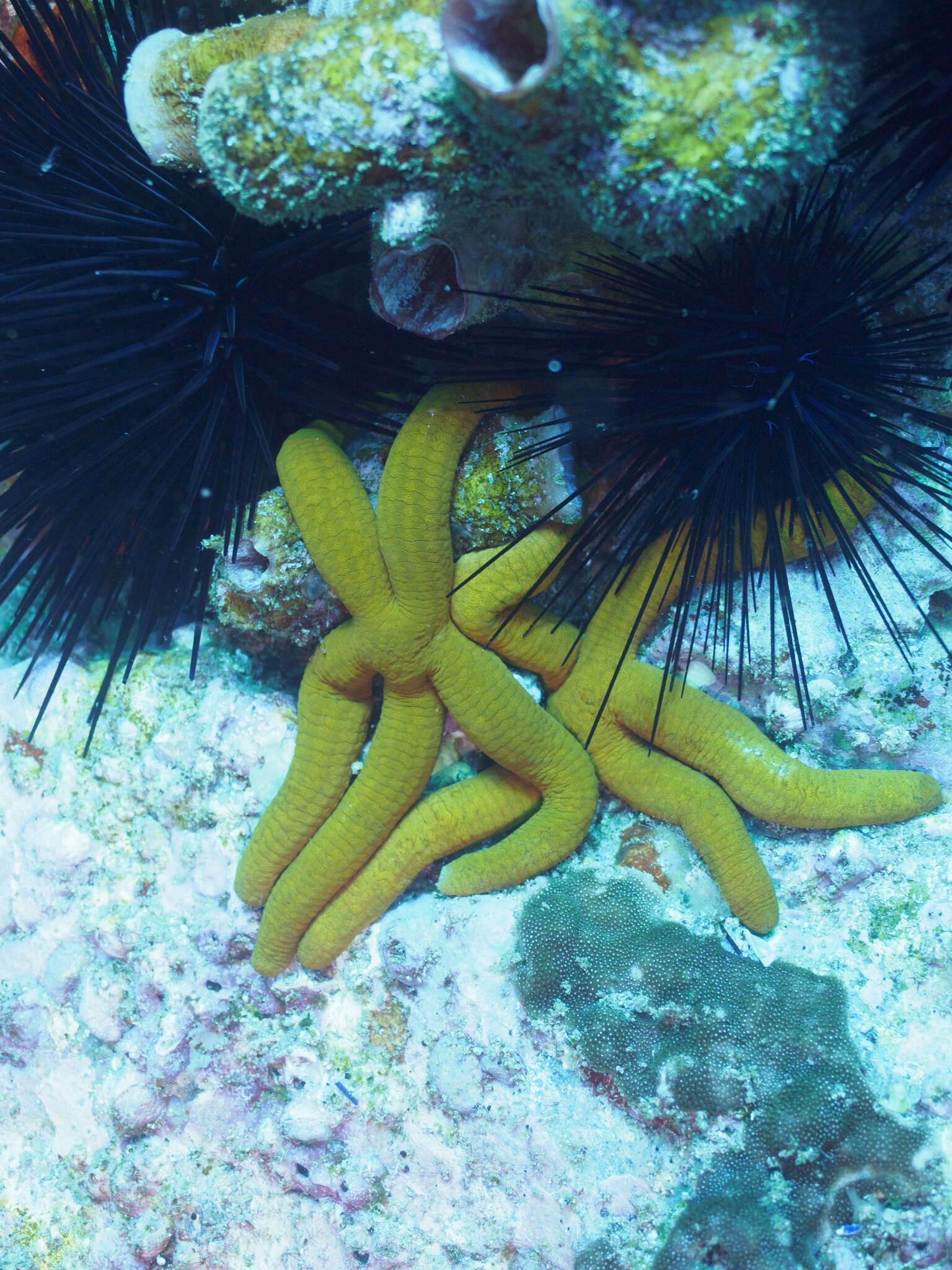 Image of Ophidiaster confertus H. L. Clark 1916