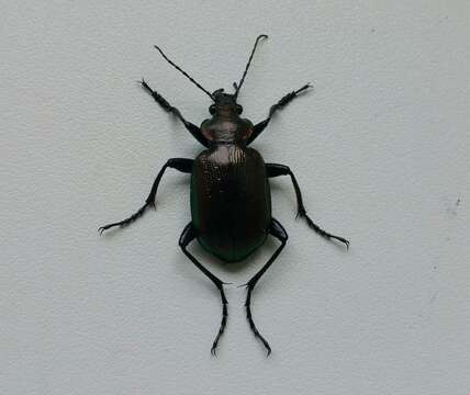 Image of Calosoma (Calosoma) inquisitor (Linnaeus 1758)