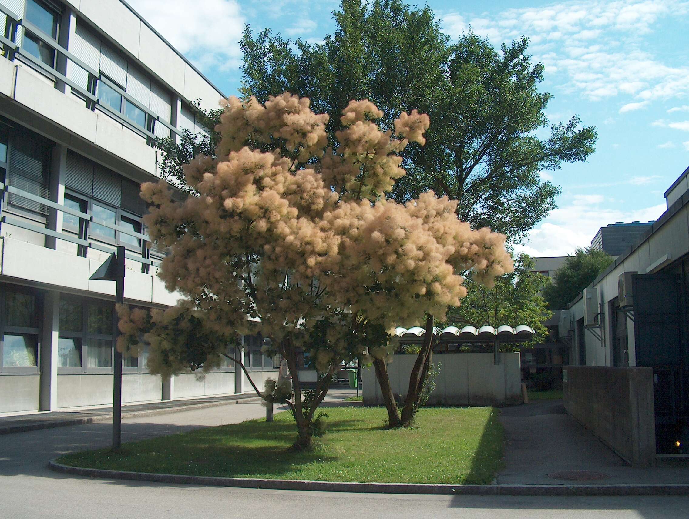 Image of European smoketree