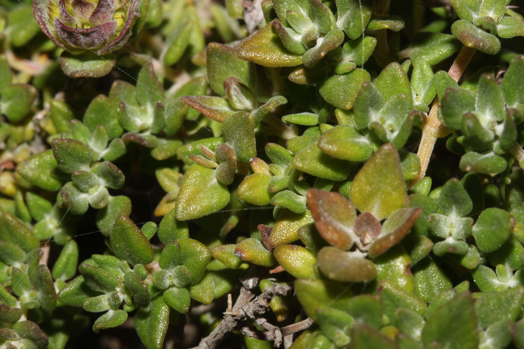 Image of Camphor Thyme