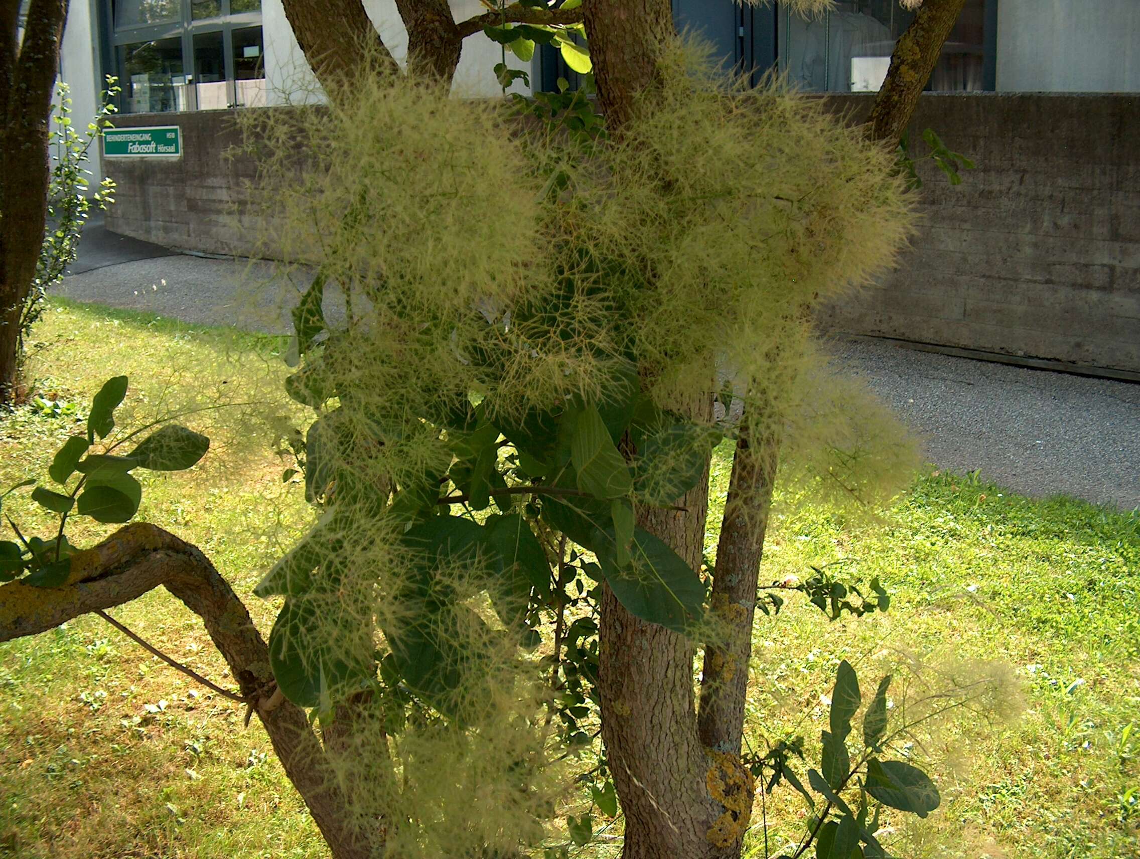 Image of European smoketree