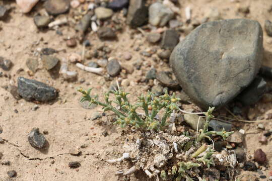 Image of Anabasis brevifolia C. A. Mey.