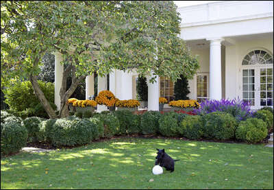 Image of Saucer magnolia