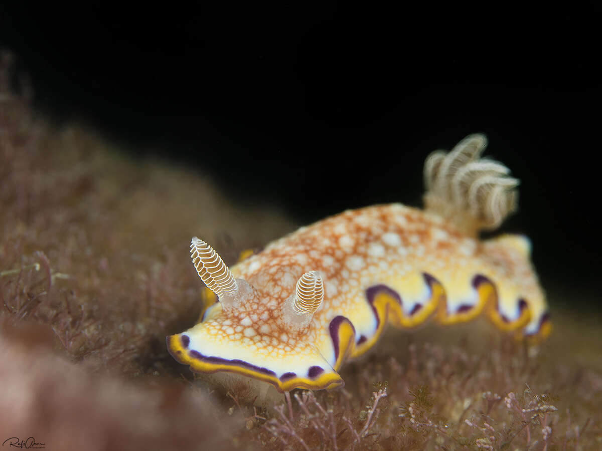 Image de Goniobranchus obsoletus (Rüppell & Leuckart 1830)