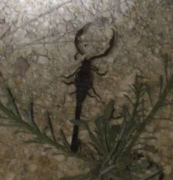 Image of Florida Bark Scorpion