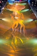 Image of Colossal squid