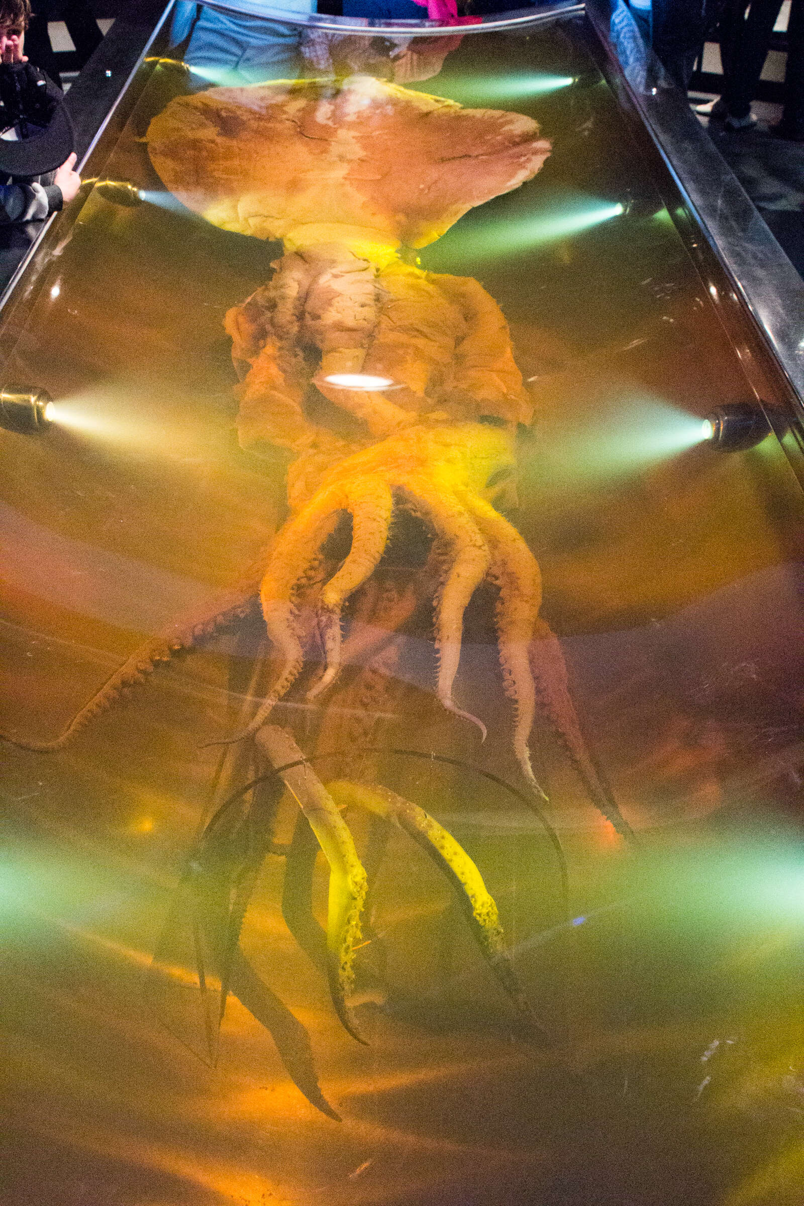 Image of Colossal squid