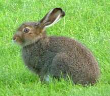 Lepus timidus Linnaeus 1758 resmi