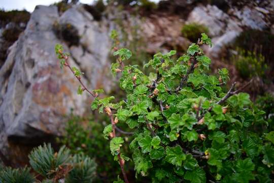 Image of Ribes neglectum Rose