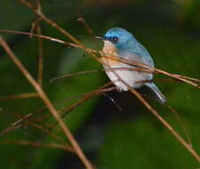 Image of Malaysian Blue Flycatcher