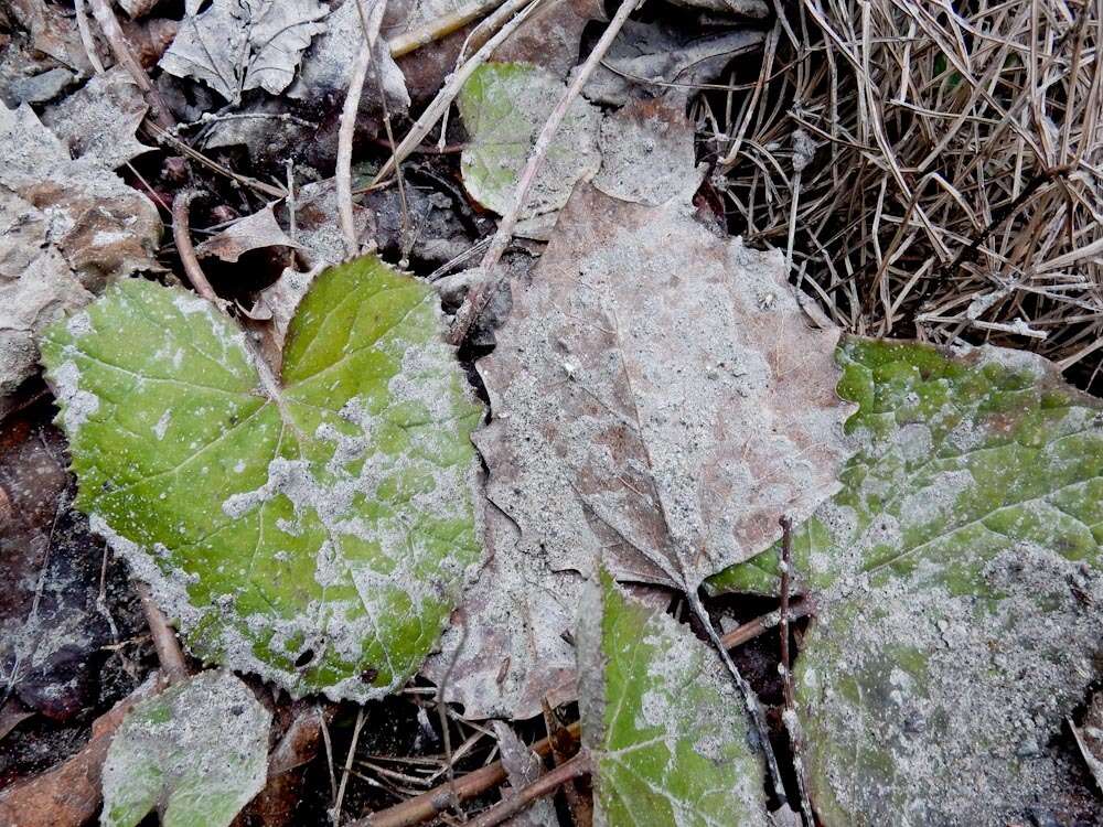 Image of bigtooth aspen