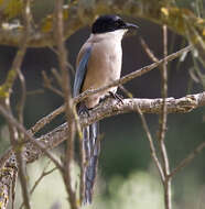 Image of Iberian Magpie