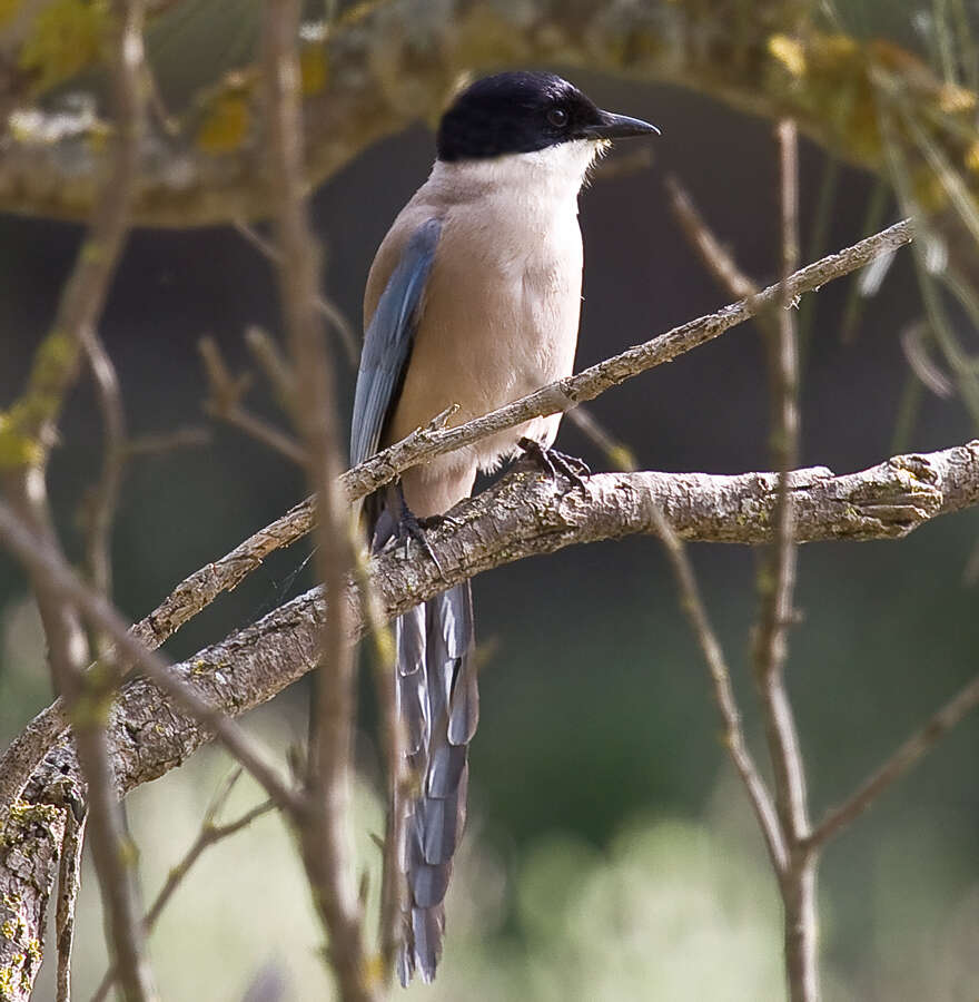 Image of Iberian Magpie