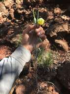 Calochortus raichei Farwig & V. Girard resmi