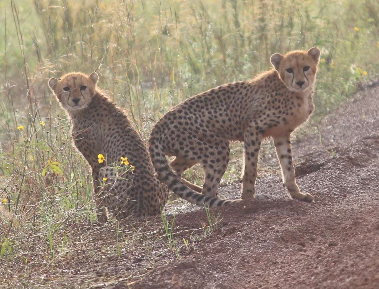 Image of Northwest African Cheetah