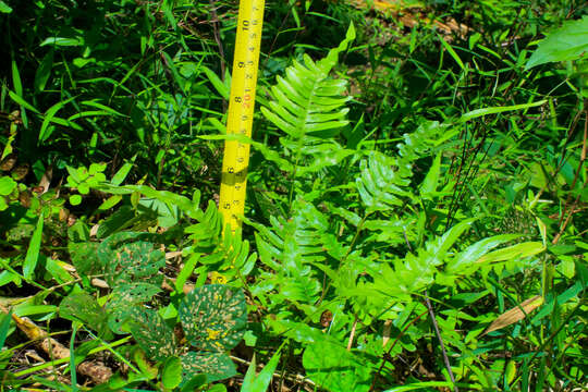 Image of Pteris heteromorpha Fée