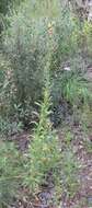 Imagem de Oenothera elata subsp. hirsutissima (A. Gray ex S. Wats.) W. Dietrich