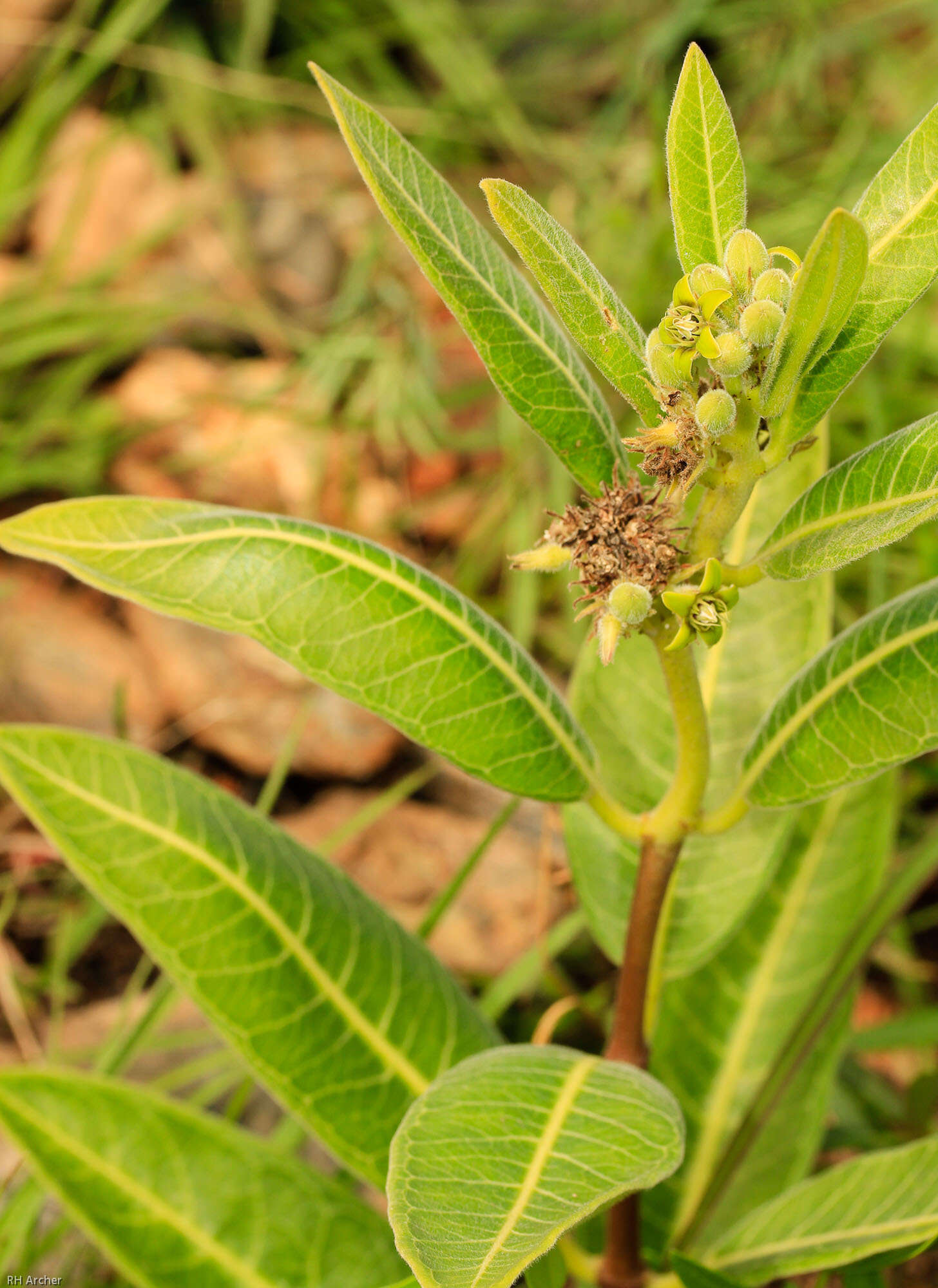 Image of Raphionacme galpinii Schltr.