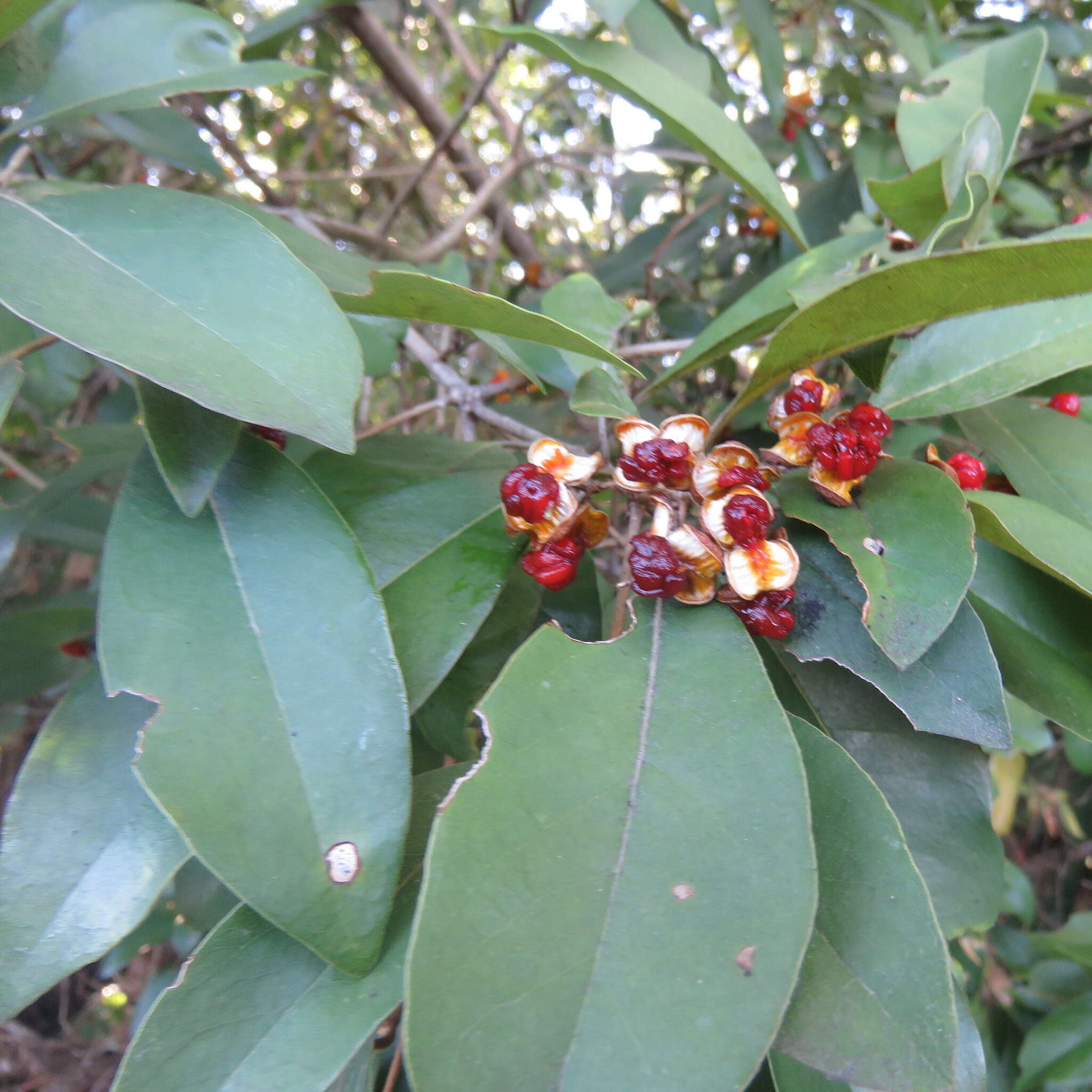 Image of Rusty Pittosporum