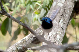 Image of Variegated Fairy-wren