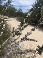 Слика од Leptospermum squarrosum Gaertn.