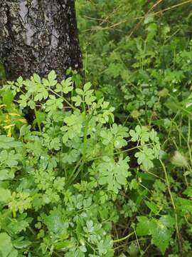 Image of Corydalis raddeana Regel