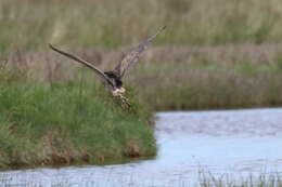 Image of Australasian Bittern