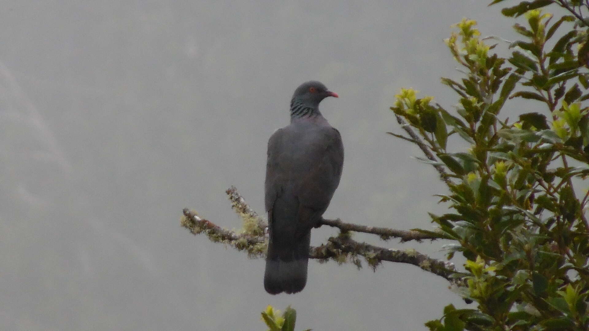 Image of Bolle's Laurel Pigeon